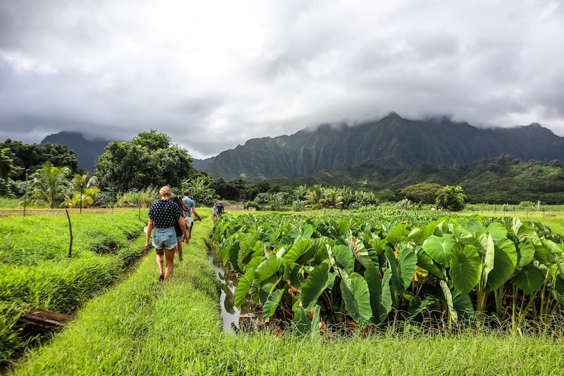 Oahu Agricultural Tours - Kaako Oiwi Taro Fields and Mountains