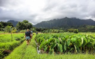 Oahu Agricultural Tours - Kaako Oiwi Taro Fields and Mountains