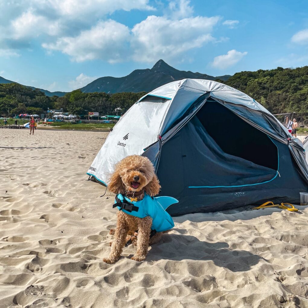 Crosby the Goldendoodle Camping